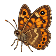 Wall Brown