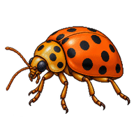 Squash Beetle