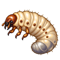 European Rhinoceros Beetle Larva