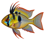 German Blue Ram