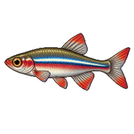 White Cloud Mountain Minnow
