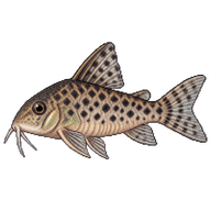Peppered Corydoras