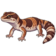 African Fat-tailed Gecko