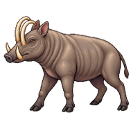Buru Babirusa