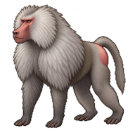 Hamadryas Baboon