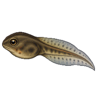 American Toad Tadpole