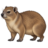 Rock Hyrax