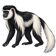 Angolan Colobus