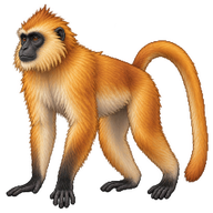 Javan Langur