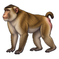 Southern Pig-tailed Macaque