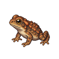 American Toad Toadlet