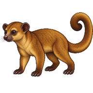 Kinkajou