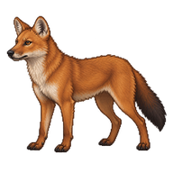 Dhole