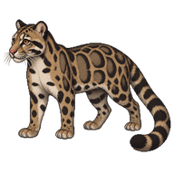 Clouded Leopard