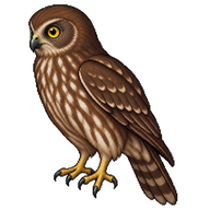 Brown Hawk-Owl
