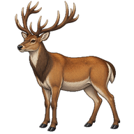 Eld's Deer