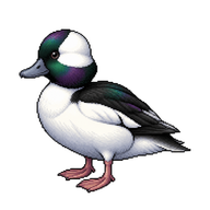 Bufflehead