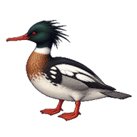 Red-breasted Merganser