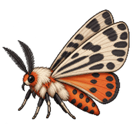 Creatonotos Moth