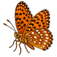 Diana Fritillary