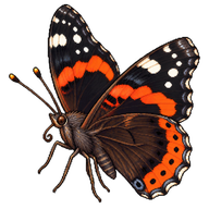 Red Admiral