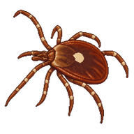 Lone Star Tick