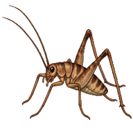 Slender-legged Camel Cricket