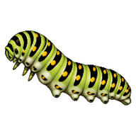Canadian Tiger Swallowtail Caterpillar