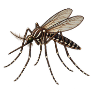 Southern saltmarsh mosquito
