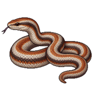 Rosy Boa
