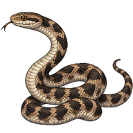 Great Plains Ratsnake