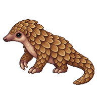 Sunda Pangolin Pup
