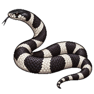 California Kingsnake