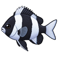 Whitetail Dascyllus