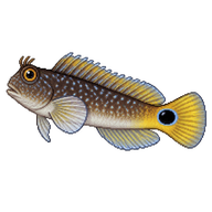 Tailspot Blenny