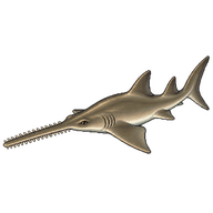 Smalltooth Sawfish