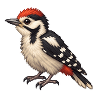 Great Spotted Woodpecker Hatchling