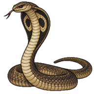 Senegalese Cobra