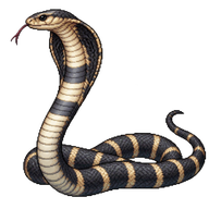 Snouted Cobra