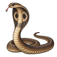 Indian Cobra