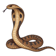 Nubian Spitting Cobra