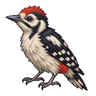 Great Spotted Woodpecker Nestling