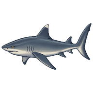 Grey Reef Shark