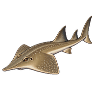 Giant Guitarfish