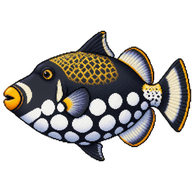 Clown Triggerfish