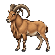 Barbary Sheep