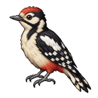 Great Spotted Woodpecker Fledgling