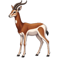 Dama Gazelle