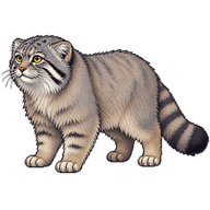 Pallas's Cat
