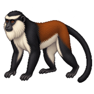 Roloway Monkey
